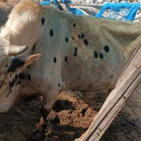 گاو|حیوانات مزرعه|بیکاه, |دیوار