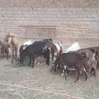 ۱۶ راس بز دو رگه