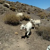 گوسفند بز آبستن سنگین|حیوانات مزرعه|گلزار, |دیوار