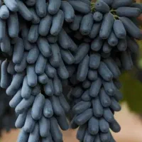 پیوند حرسکاری وبرش چوب