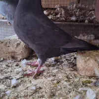 کبوتر|پرنده|شوشتر, |دیوار