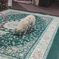 سگ پشمی