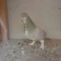 کبوترخرقه ابری|پرنده|اصفهان, شاهد|دیوار