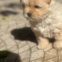 پودل کراس عروسکی|سگ|اصفهان, پینارت|دیوار