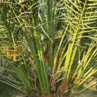 سرگرمی|گل و گیاه طبیعی|شنبه و طسوج, |دیوار