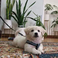 سگ اشپتز|سگ|محمدشهر, شهرک پیام (مهرالبرز)|دیوار