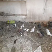 10عدد کبوتر|پرنده|خوی, |دیوار