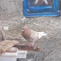 کله زرد عتیقه چش نوف سفید کرفتنی|پرنده|حمیدیه, |دیوار