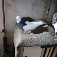 کبوتر طوقی|پرنده|شیراز, تحویلی|دیوار