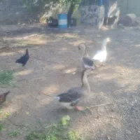 ۳ عدد قو غار اصل اصل اوکراین.پیام چت ممنوع