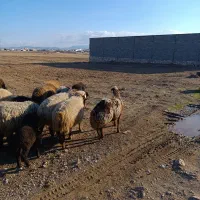 میش و بره|حیوانات مزرعه|کوهدشت, |دیوار