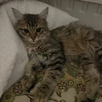 گربه|گربه|تهران, صادقیه|دیوار