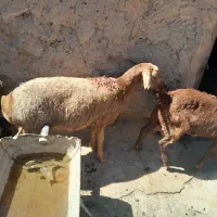 دوعددبره ماده یک کاور
