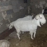 حیوانات مزرعه