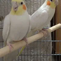 چن عدد عروس هلندی تک نر و ماده بالغ|پرنده|قم, نوبهار|دیوار