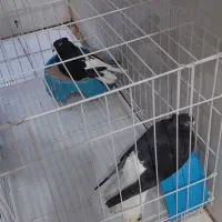 جفت کبوتر اشعل دم سفید