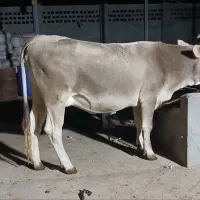 گاوگوساله|حیوانات مزرعه|گتوند, |دیوار