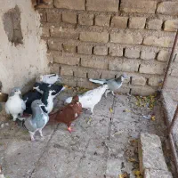 کبوتر رنگی|پرنده|قزوین, |دیوار