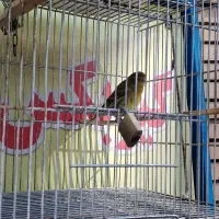 فروش یا معاوضه دو عدد پرنده بخوان