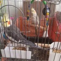 عروس هلندی نر و ماده|پرنده|یزد, |دیوار