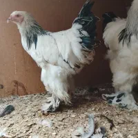 تعدادی مرغ و خروس برهما و ....