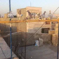 ۷تانر۳تاماده‌جوان|پرنده|قزوین, |دیوار