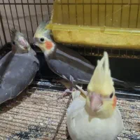 عروس هلندی ۷ ۸ ماهه