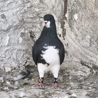 کفتر|پرنده|شیراز, فخرآباد (دروازه کازرون)|دیوار
