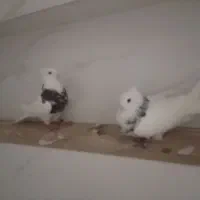 طوقی|پرنده|بندر گناوه, |دیوار