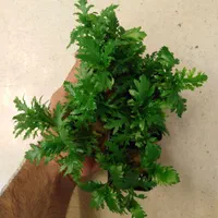 گیاهان آکواریوم و آبزی|ماهی|قم, دورشهر|دیوار