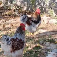 مرغ و خروس نژاد دار و زینتی