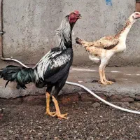 تخم مرغ لاری نطفه دار