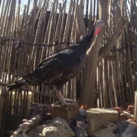 خروس و بوقلمون|حیوانات مزرعه|کهنوج, |دیوار