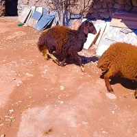 بره قوچ تخمی