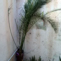 گل وگیاه|گل و گیاه طبیعی|شیراز, تندگویان|دیوار