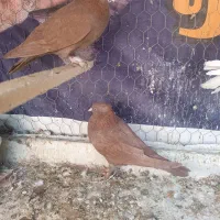 کبوتر جهت معاوضه|پرنده|چوار, |دیوار