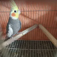 جوجه عروس هلندی|پرنده|فردیس, فرامرزیه|دیوار