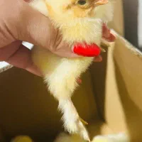 جوجه یک روزه پاپر دیلگونی اصل