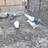 چکلی باشی گوی|پرنده|مرند, |دیوار