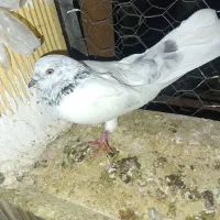 دو عدد ماده اول بخوان