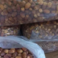 فروش خرمای قصب