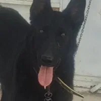 مالینیوز بلک ماده