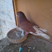 کفتر و کبوتر پرشی