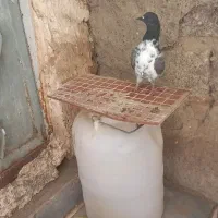 صید شده