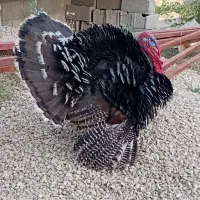 بوقلمون نر و ماده