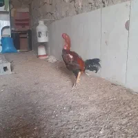 خروس لاری