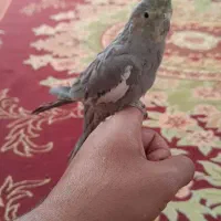 عروس هلندی نر|پرنده|نی‌ریز, |دیوار