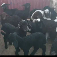 بره شیری آغوز خورده|حیوانات مزرعه|قم, ولیعصر|دیوار