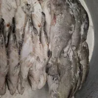 فروش ماهی