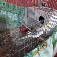 عروس هلندی|پرنده|قم, شهر قائم|دیوار